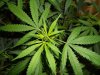 sweet haze close 1.jpg sweet haze close 1.jpg