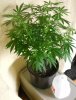 sweet haze top 4.jpg