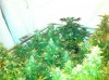 IMG_0784.jpg