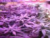 GDP scrog day 19.jpg GDP scrog day 19.jpg