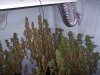 100_1786.jpg 100_1786.jpg