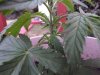DSCF4921.jpg