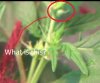 Flower 3.jpg