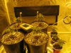 Day 25 from seed (1).jpg