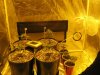 Day 25 from seed (2).jpg