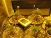 Day 25 from seed (3).jpg