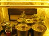 Day 29 from seed (1).jpg