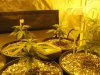 Day 29 from seed (3).jpg