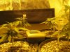 Day 29 from seed (4).jpg