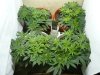 GrowDiary_Day41V_01.jpg GrowDiary_Day41V_01.jpg