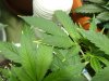 GrowDiary_Day41V_09.jpg GrowDiary_Day41V_09.jpg