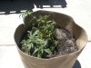 DSCN0779.jpg