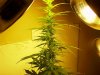 1stbuds 054.jpg