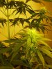 1stbuds 061.jpg