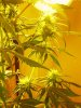 1stbuds 065.jpg