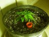 1stbuds 070.jpg