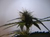 DSCF0003.jpg