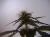 DSCF0016.jpg