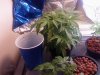 Plant 082808.jpg
