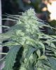 bud5.jpg