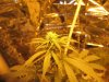 mkflower4weeks 024.jpg