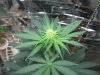 mkflower4weeks 001.jpg