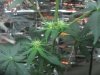 mkflower4weeks 002.jpg