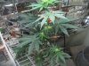 mkflower4weeks 004.jpg
