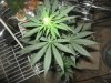 mkflower4weeks 009.jpg