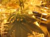 mkflower4weeks 021.jpg