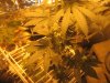 mkflower4weeks 023.jpg
