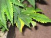yellow leaves.jpg yellow leaves.jpg