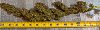 Catcus-Bud_005_1.jpg