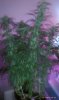 thegrow0227.jpg