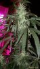thegrow0228.jpg