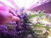 Day 26 cola.jpg