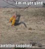 funny-pictures-squirrel-airlifts-supplies.jpg