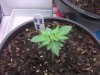 Fan No Roots 6-16.jpg