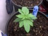 Tara No Roots 6-16.jpg