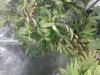 IMG00571-20120615-0449.jpg