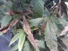 IMG00573-20120615-0450.jpg