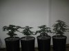 Day 35 from seed (2).jpg