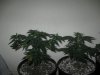 Day 35 from seed (3).jpg