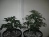 Day 35 from seed (4).jpg
