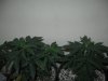Day 35 from seed (5).jpg