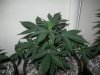 Day 35 from seed (6).jpg