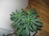 Day 35 from seed (7).jpg