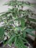 Day 35 from seed (8).jpg