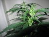 Day 35 from seed (9).jpg