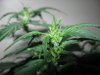 Day 35 from seed (10).jpg